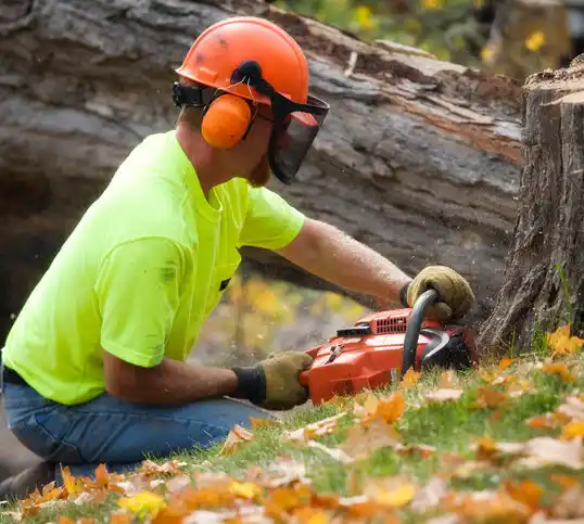 tree services White Marsh